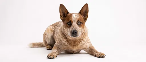 Red Heeler Dog Lying on White Background
