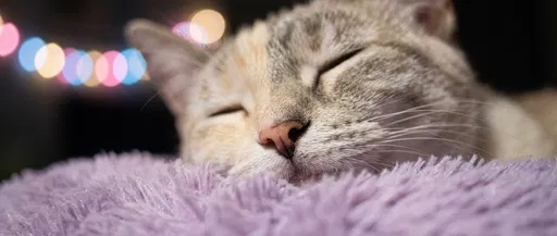 Sleeping Tabby Cat on Plush Lavender Pillow