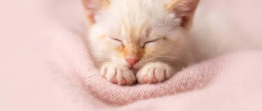 Sleeping Kitten on Pink Knit Blanket