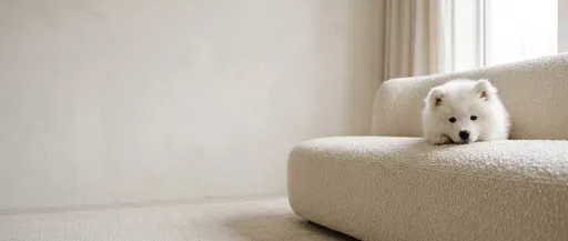 White Samoyed Puppy on Cream Boucle Sofa