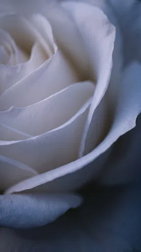Macro White Rose Petals in Cool Light