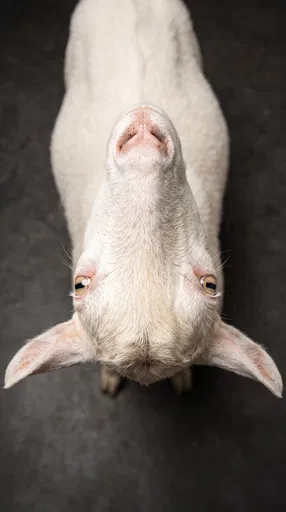 White Goat Looking Up in Studio