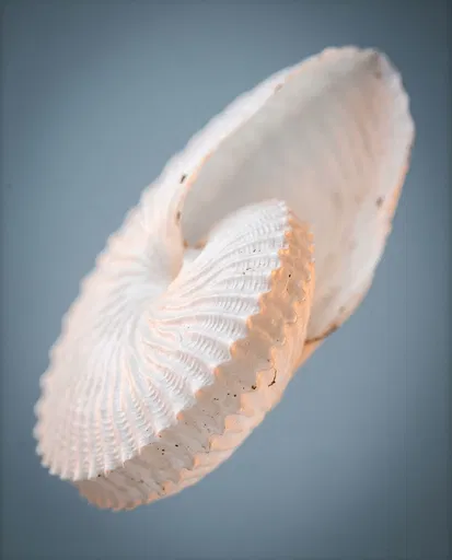 Macro Paper Nautilus Shell