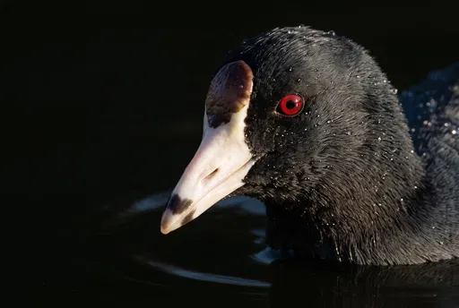 Close-Up of American Coot in Dark Water