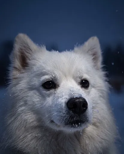 Close-Up of White Dog in Snow