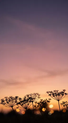 Wild Fennel Silhouettes Against Sunset Sky