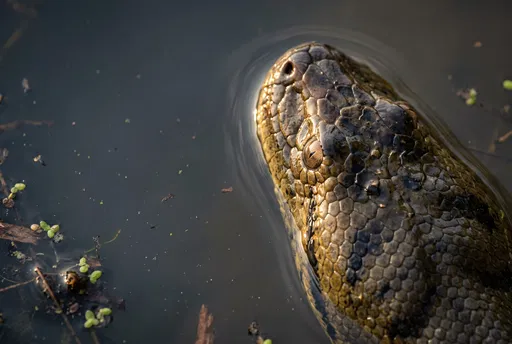 Anaconda Head Emerging From Dark Water