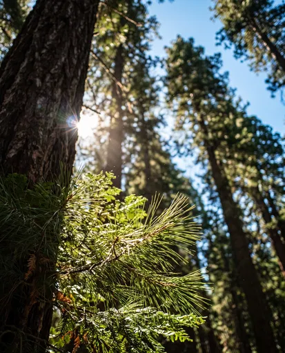 Sunlit Pine Branch in Tall Forest