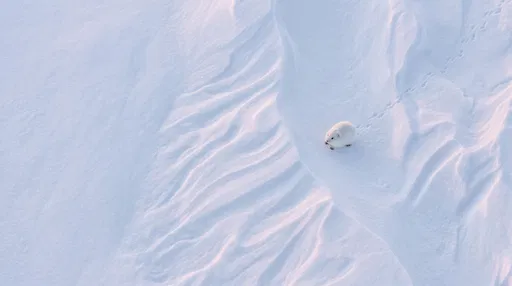 White Arctic Lemming on Snow