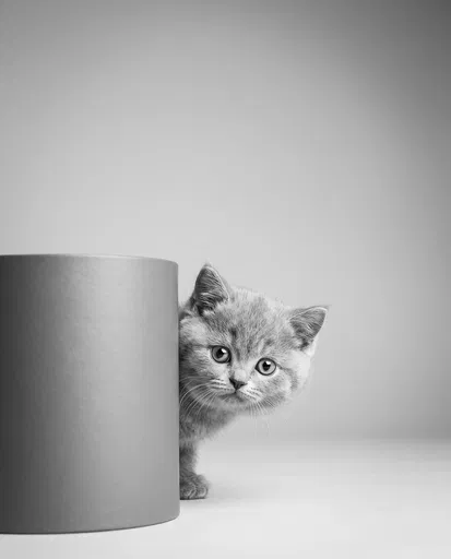 Monochrome Kitten Peeking Behind Cylinder