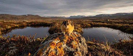 Norwegian Lemming on Lichen Rock in Tundra