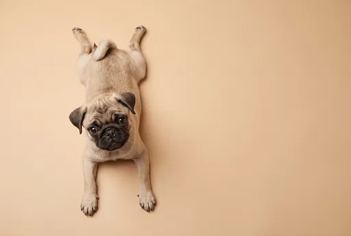 Fawn Pug Puppy Lying on Beige Background