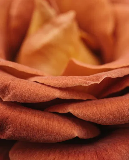 Macro Close-Up of Terracotta Velvet Petals