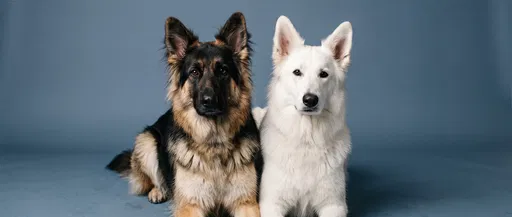 Studio Portrait of Two Shepherd Dogs