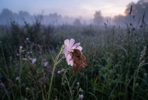 Brown Moth on Pink Wildflower at Dawn