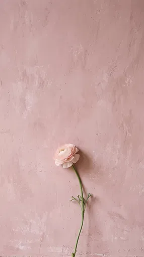 Blush Ranunculus Against Pink Textured Wall