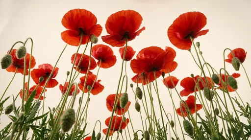 Low Angle Red Poppies Against White