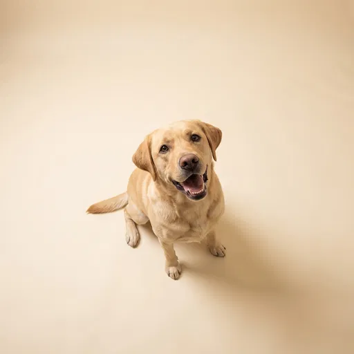 Yellow Labrador Looking Up in Studio