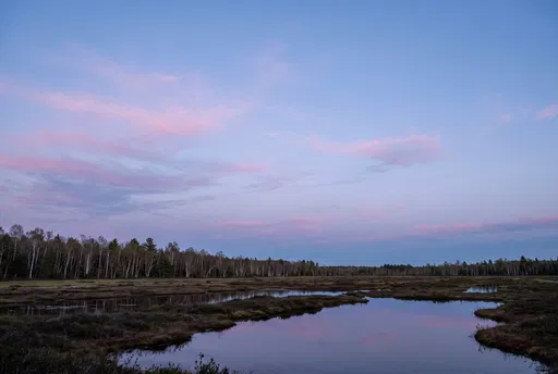 Calm Bog and Birch Treeline at Dusk