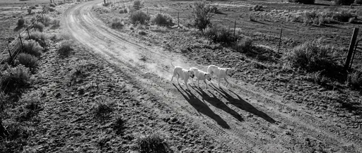Three White Dogs Running on Ranch Trail
