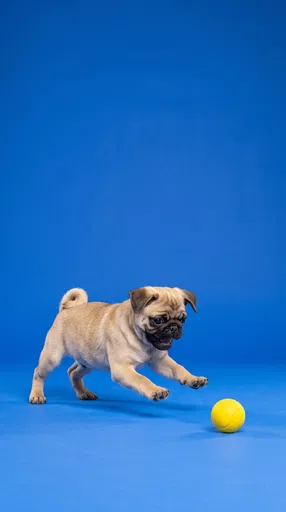 Pug Puppy Pouncing on Yellow Ball