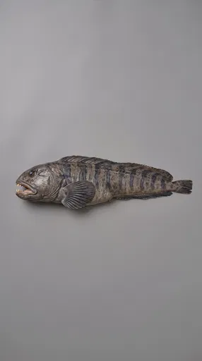 Atlantic Wolffish Studio Specimen Side Profile
