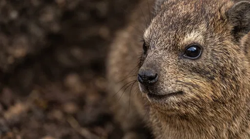 Close-Up Portrait of a Rock Hyrax