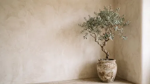 Potted Olive Tree in Plaster Corner