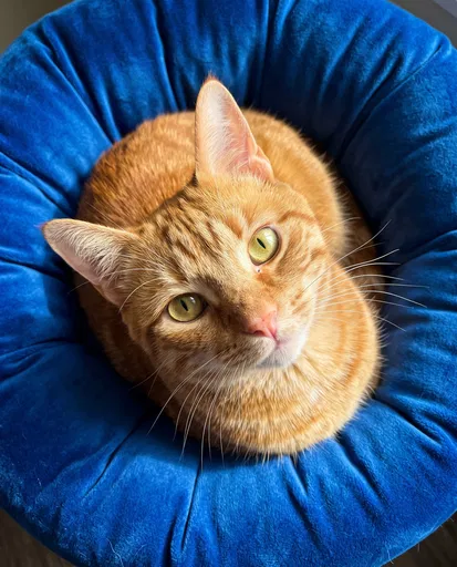 Orange Cat in Blue Velvet Bed