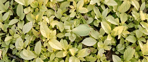 Camouflaged Leaf Insect in Pale Foliage