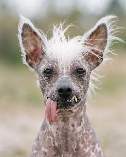 Funny Chinese Crested Dog Close-Up Portrait