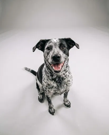 Happy Speckled Dog Sitting in Studio