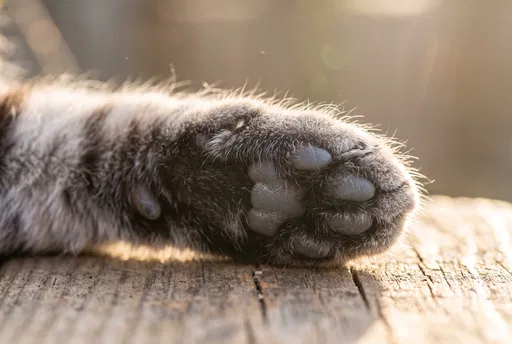 Macro Shot of Gray Cat Paw