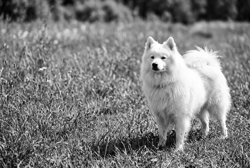 White German Spitz in Meadow