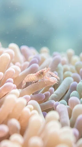 Pastel Shrimp on Sea Anemone