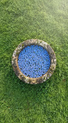 Stone Basin With Blue Myosotis Flowers