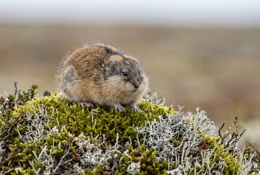 Fluffy Lemming on Tundra Moss and Lichen