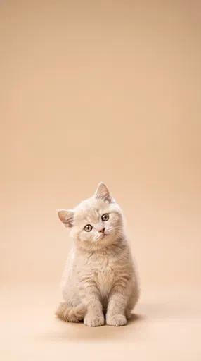 Cream Kitten on Beige Studio Backdrop