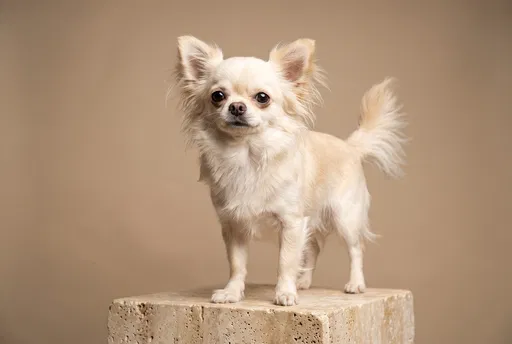 Cream Long-Haired Chihuahua on Stone Block