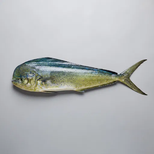 Whole Fresh Mahi-Mahi Fish on Gray