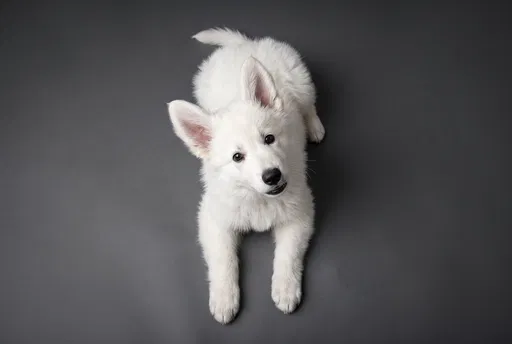 White Shepherd Puppy Looking Up in Studio