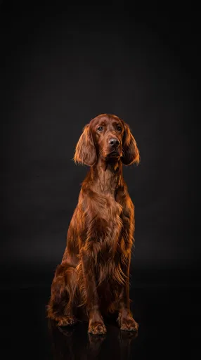 Studio Portrait of Irish Red Setter