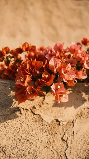 Terracotta Bougainvillea on Textured Stucco Wall