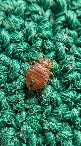 Macro Bed Bug on Green Carpet