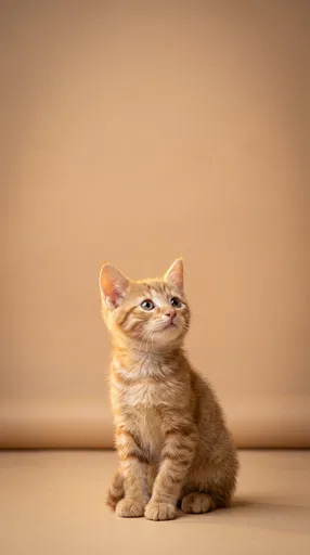 Curious Orange Tabby Kitten Looking Up