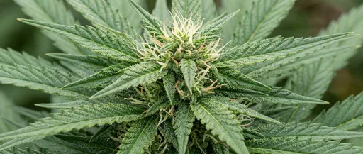 Close-Up of Flowering Cannabis Plant