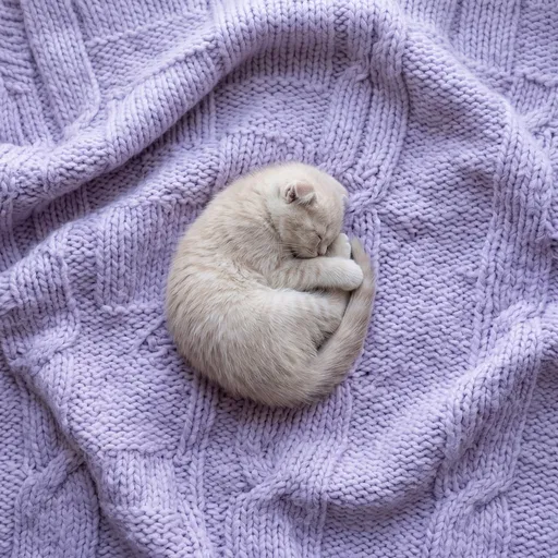 Cream Kitten Sleeping on Lilac Blanket