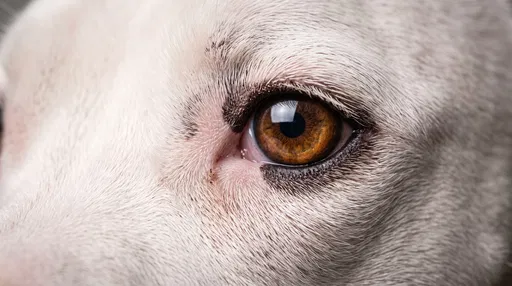 Macro Close-Up of White Dog Eye