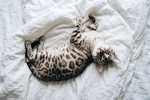 Snow Bengal Cat on White Linen