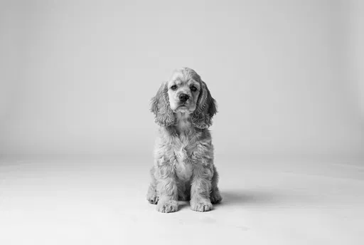 Black and White Cocker Spaniel Puppy Portrait